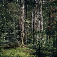 AW TREUSCH P0034167 AW TREUSCH P0034167